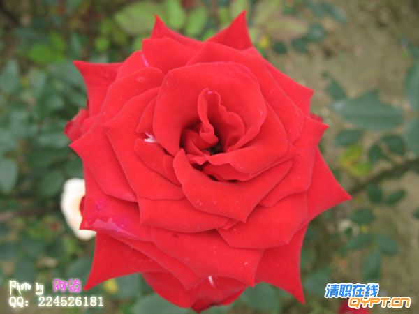 IMG_0229.jpg