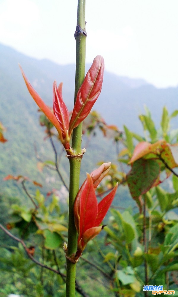 CA311590.jpg