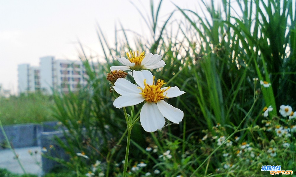 CA311684.jpg