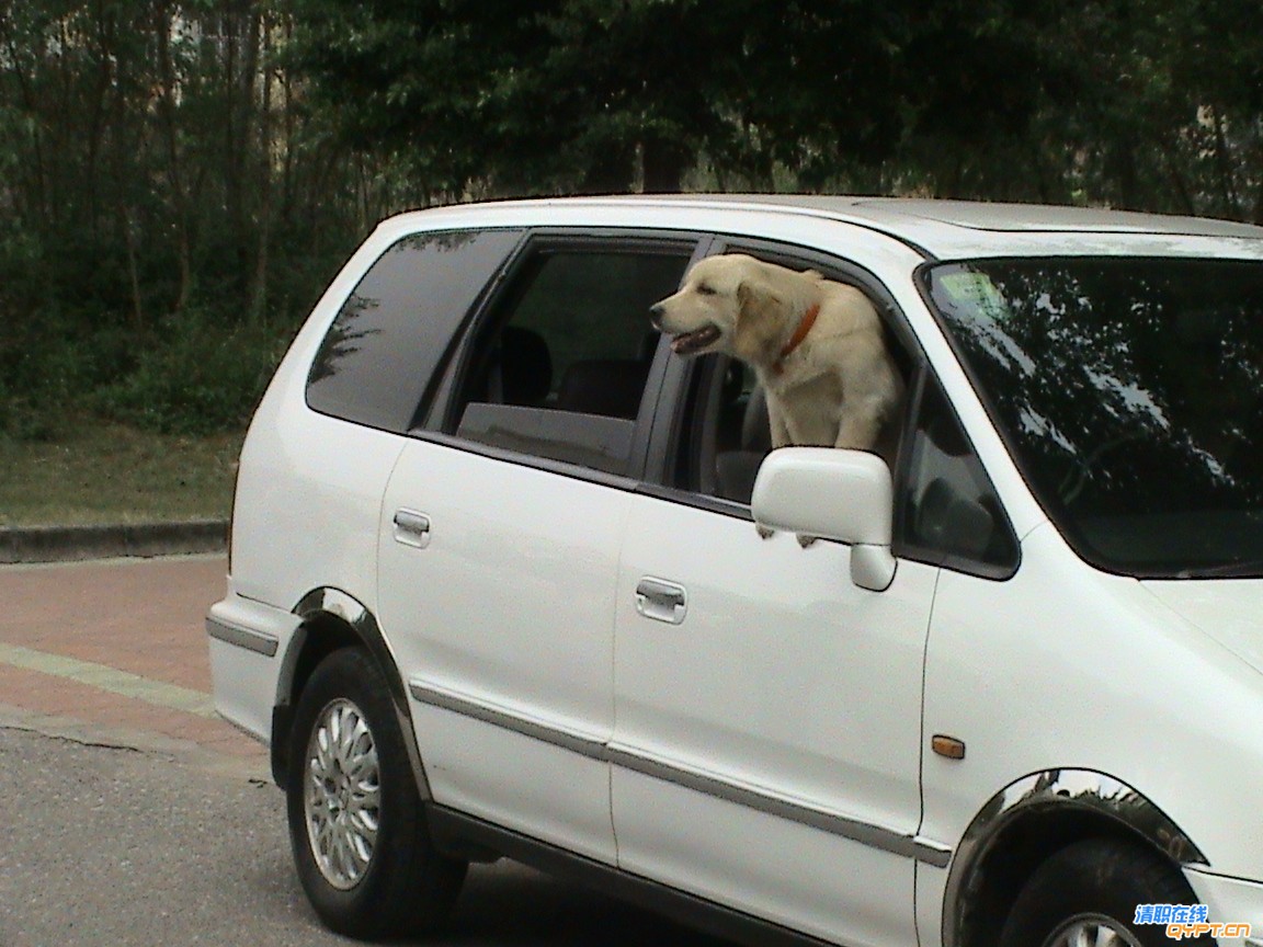 7狗狗都来了.JPG