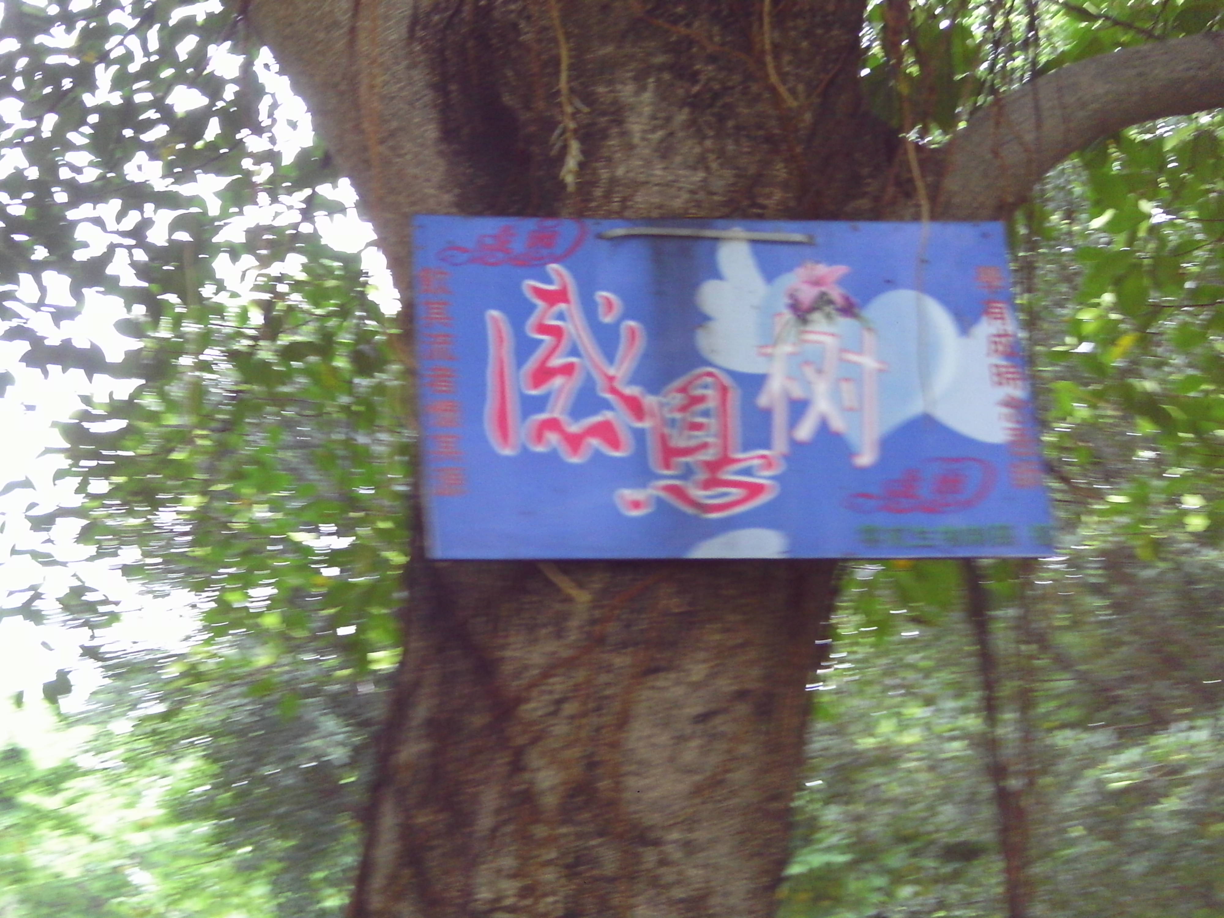 IMAG0090.JPG