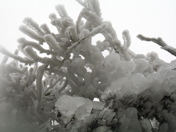 栩栩如生.jpg