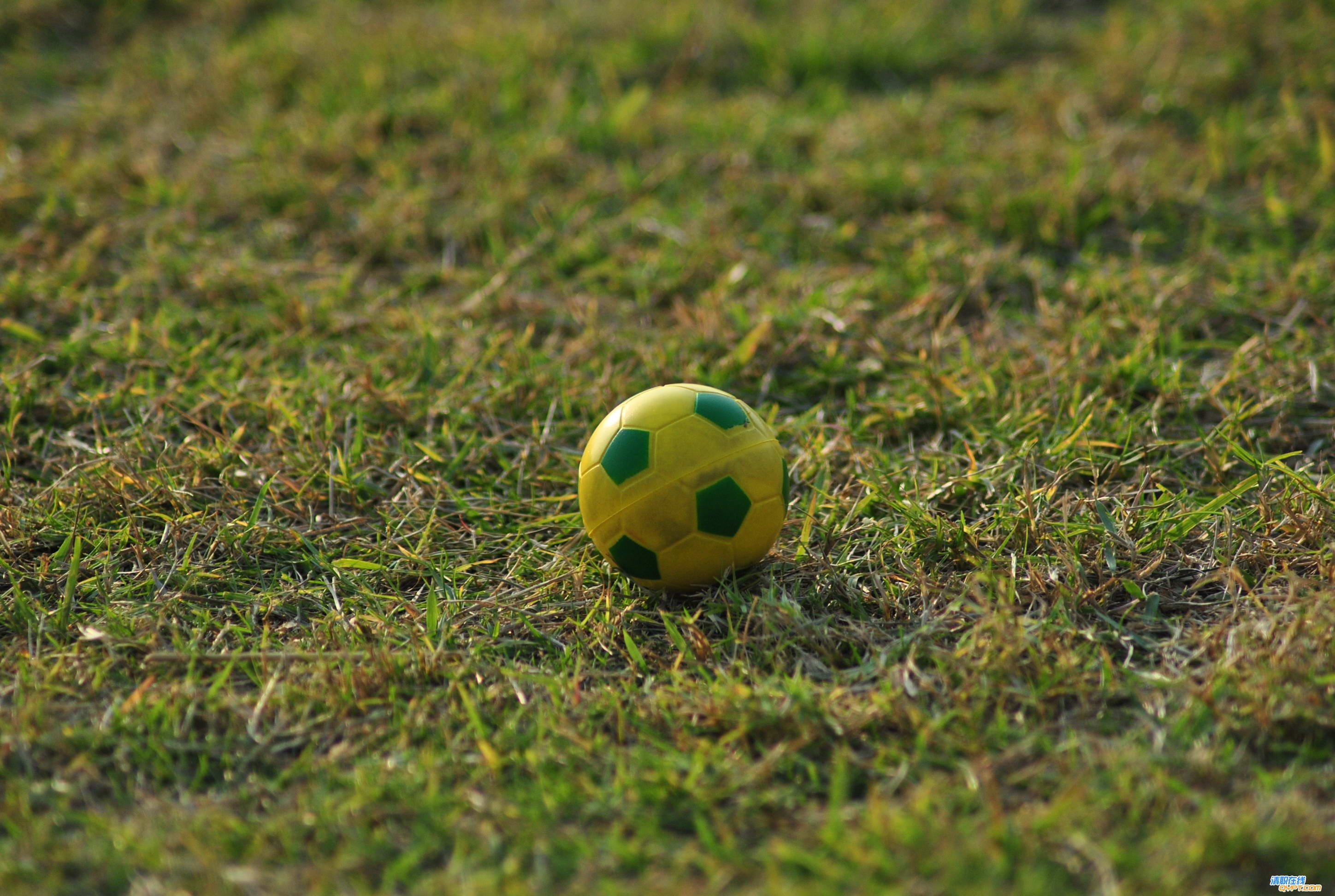 DSC_0311.jpg